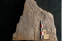 Foto (Detailansicht) von Neuropteris auriculata Brongniart (NHMW-GEO-2024-0188-10669)